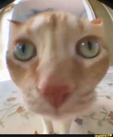 fish eye lens meme|Fisheye memes. Best Collection of funny Fisheye .